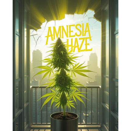 Amnesia Haze Cannabis Seeds - Feminised