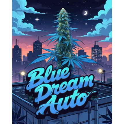Blue Dream Auto Cannabis Seeds - Feminised
