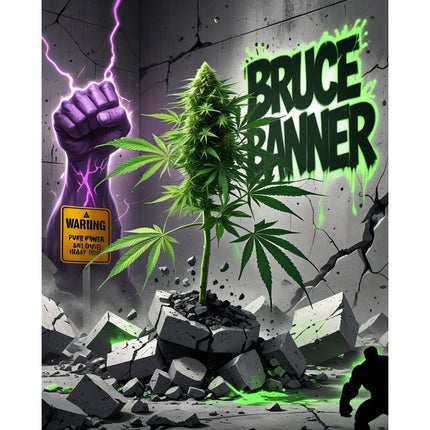 Bruce Banner Cannabis Seeds - Feminised