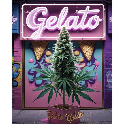 Gelato Cannabis Seeds - Feminised