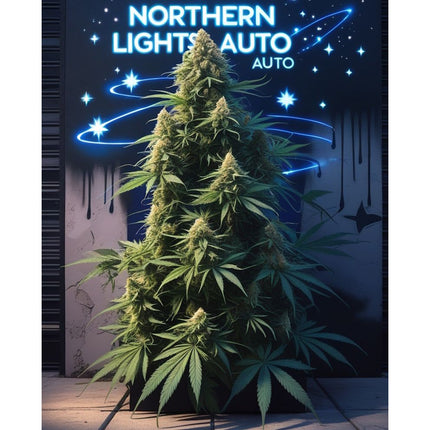 Northern Lights Auto Cannabis Seeds - Feminised