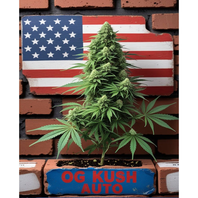 O.G. Kush Auto Cannabis Seeds - Feminised