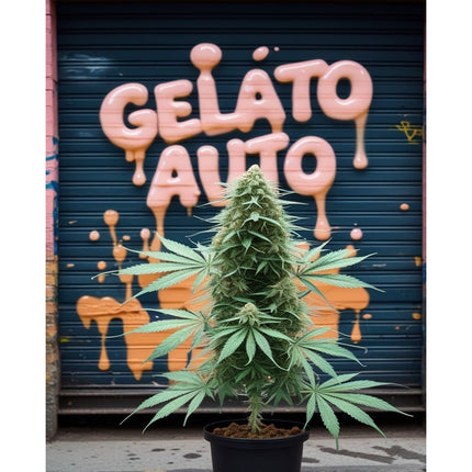 Gelato Auto Cannabis Seeds - Feminised