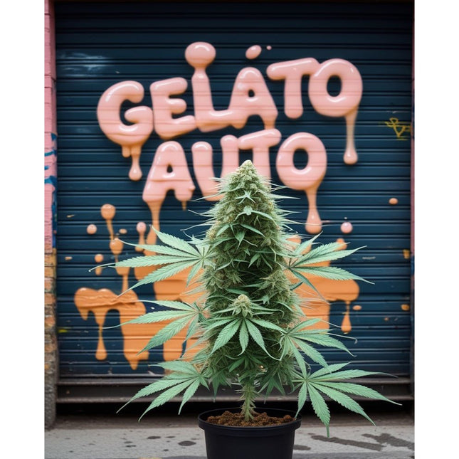 Gelato Auto Cannabis Seeds - Feminised